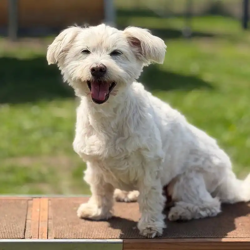 Henry, der ruhige Senior der Hundestube Bremen