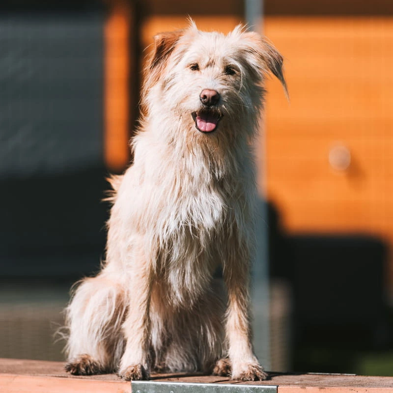 Mila, der junge Wirbelwind der Hundestube Bremen