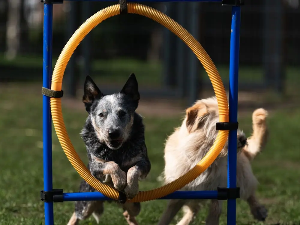 Hunde beim Spielen und Toben im Auslauf